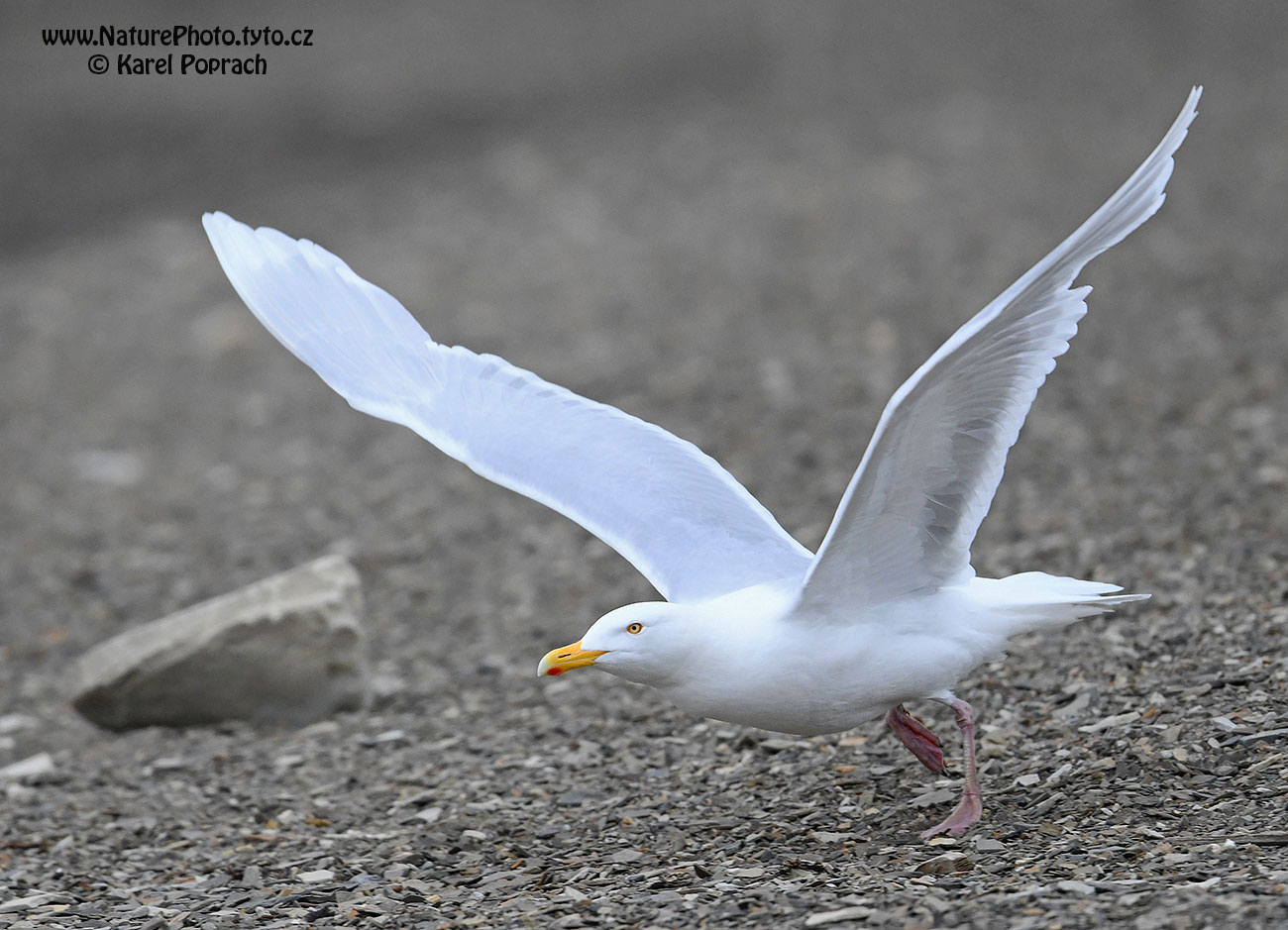 Larus hyperboreus, Racek šedý