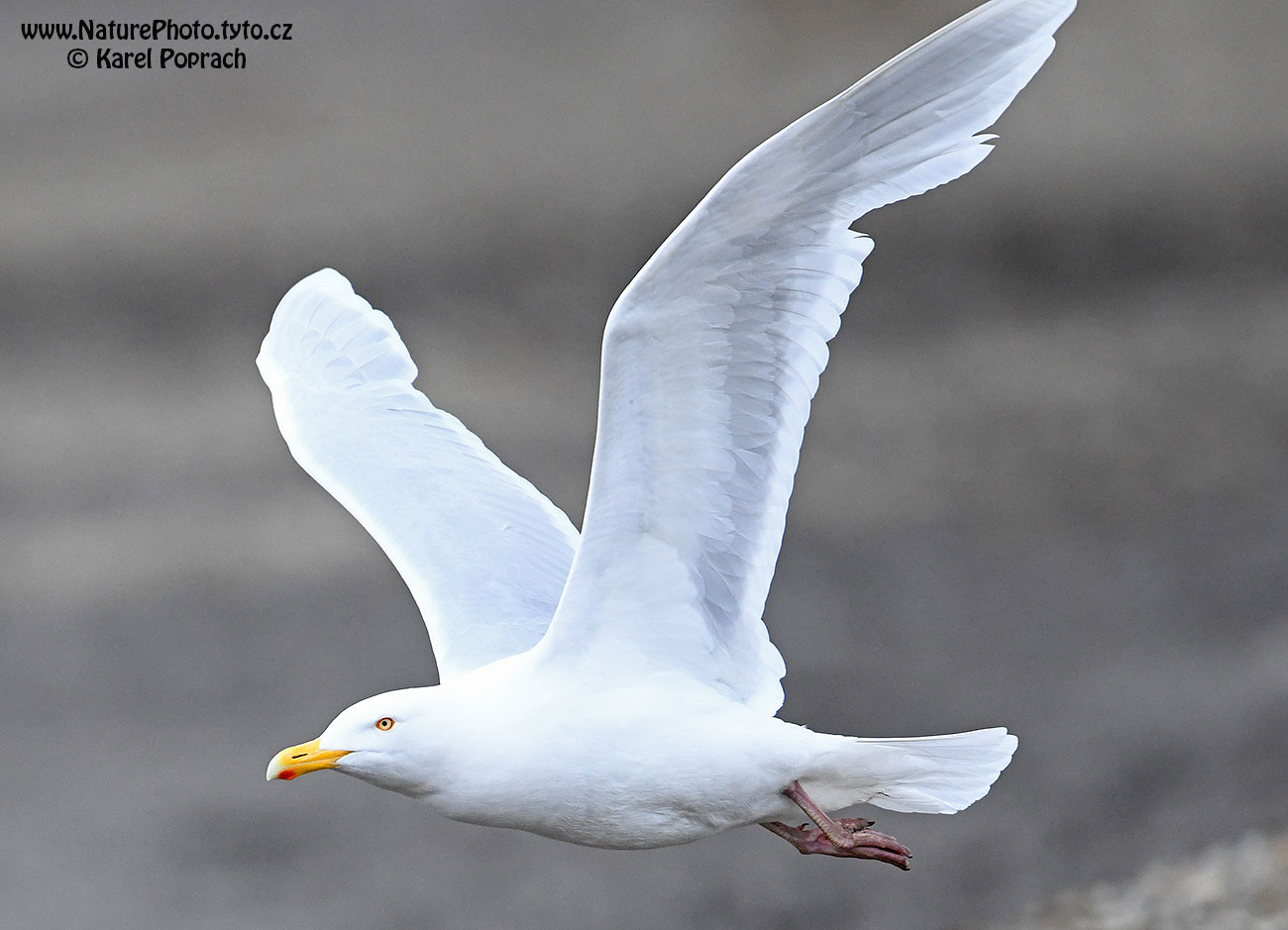 Larus hyperboreus, Racek šedý