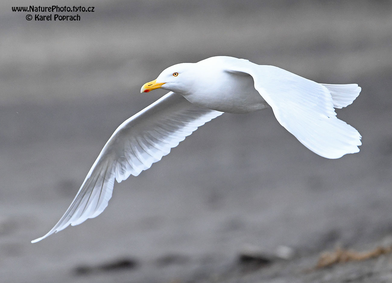 Larus hyperboreus, Racek šedý