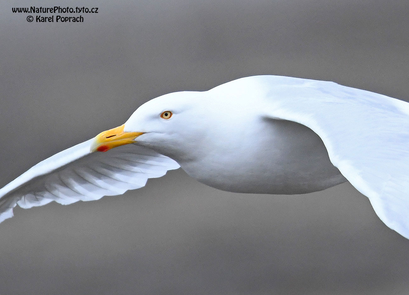 Larus hyperboreus, Racek šedý