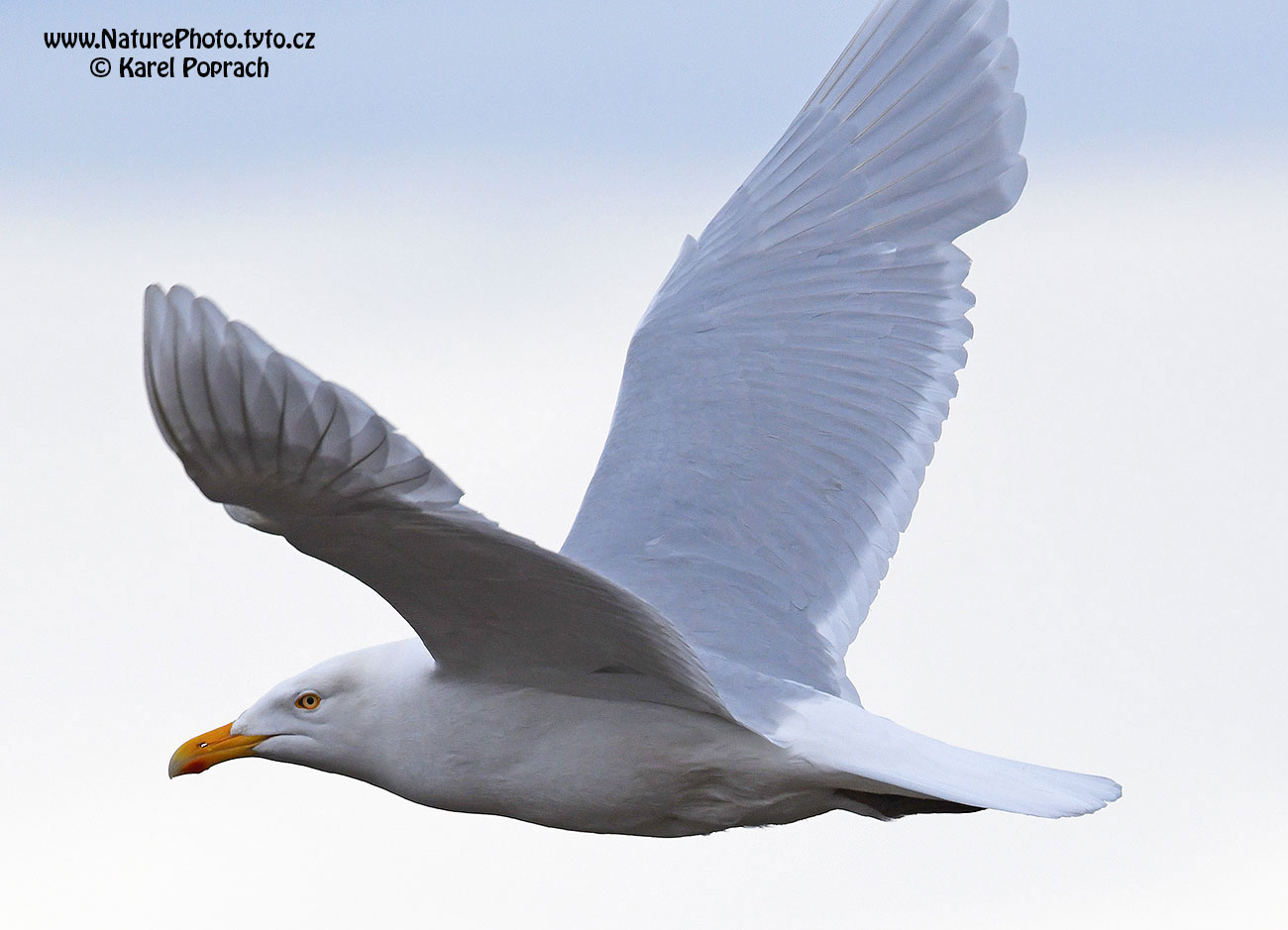 Larus hyperboreus, Racek šedý