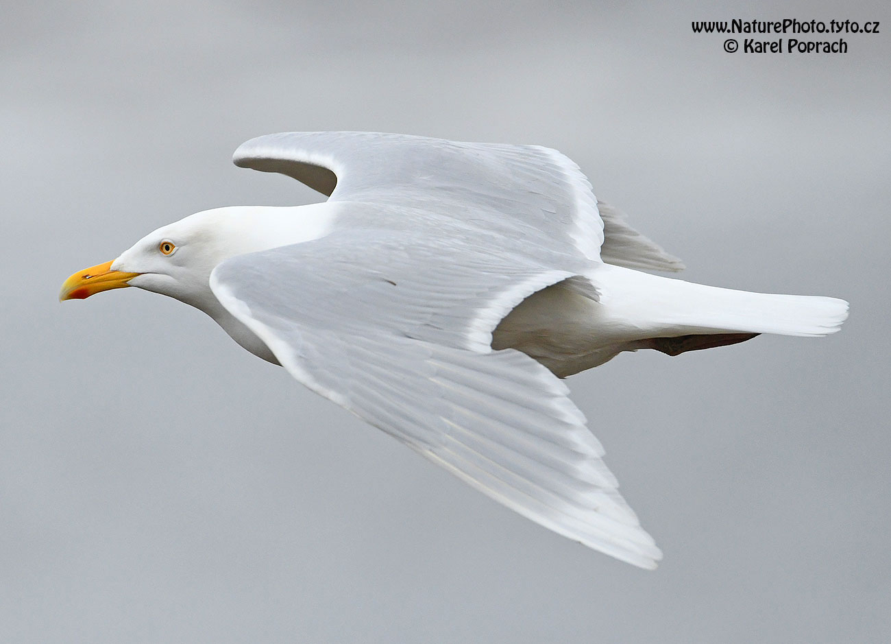 Larus hyperboreus, Racek šedý