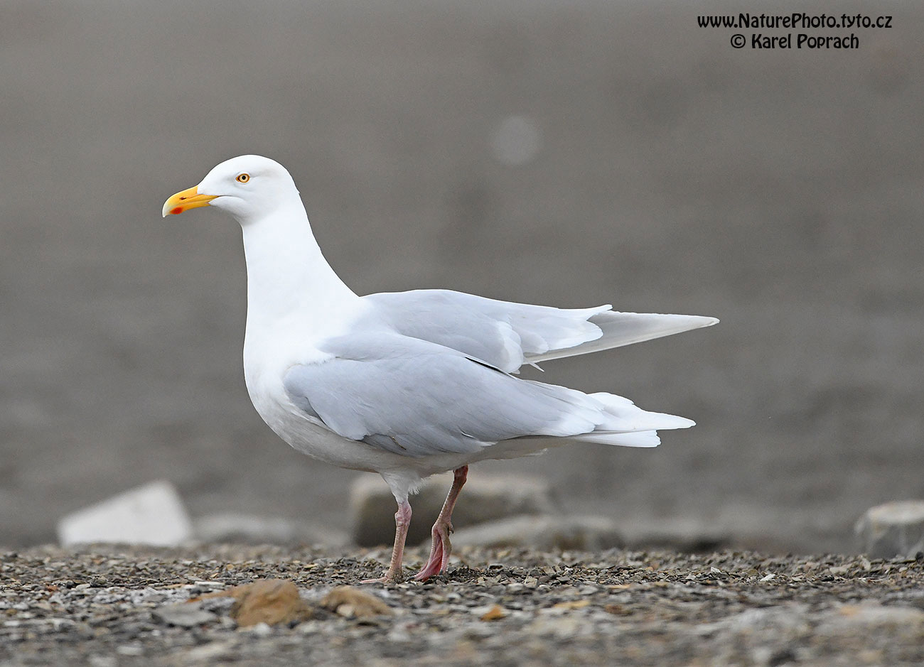 Larus hyperboreus, Racek šedý