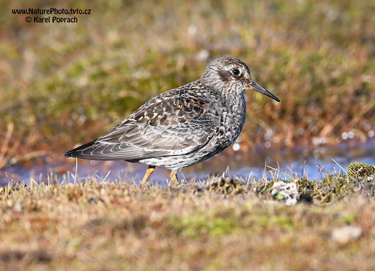 Calidris maritima, Jespák mořský