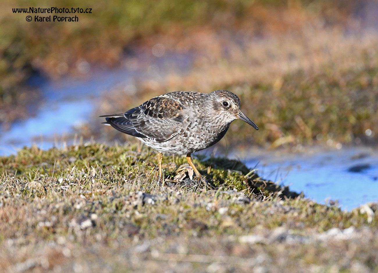 Calidris maritima, Jespák mořský
