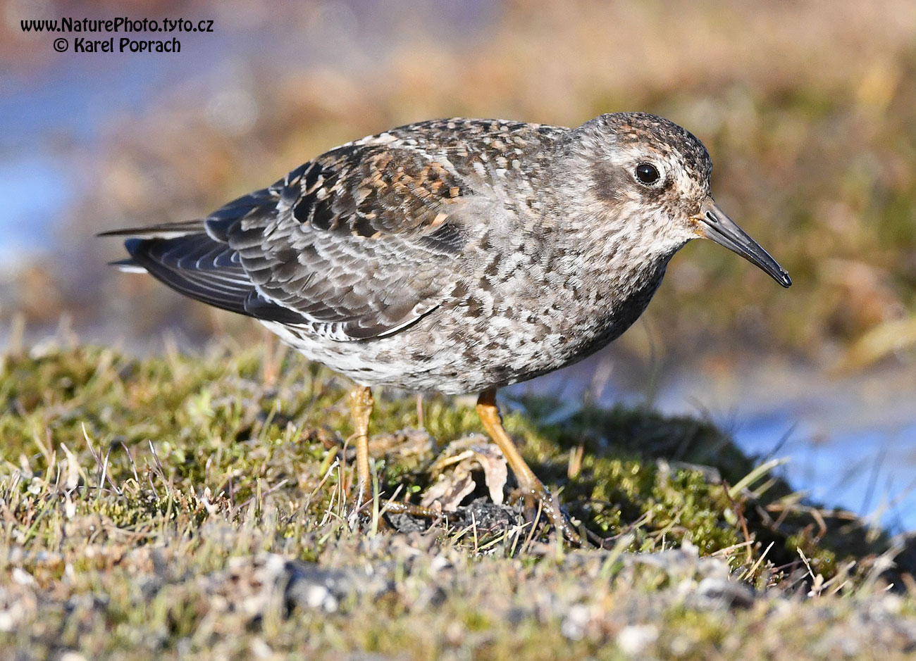 Calidris maritima, Jespák mořský