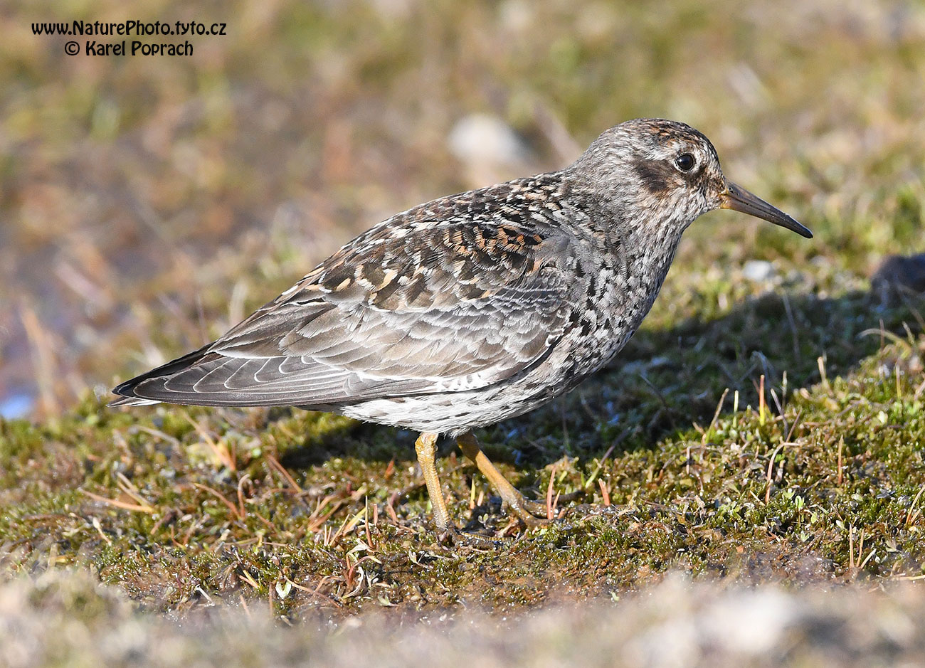 Calidris maritima, Jespák mořský