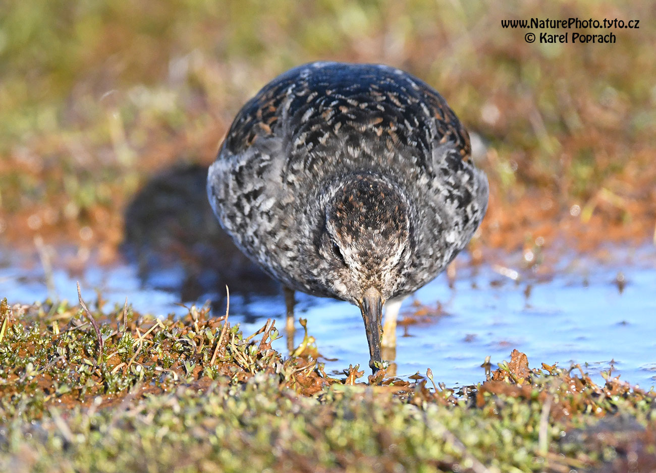 Calidris maritima, Jespák mořský