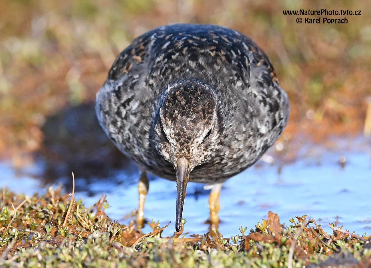 Calidris maritima, Jespák mořský