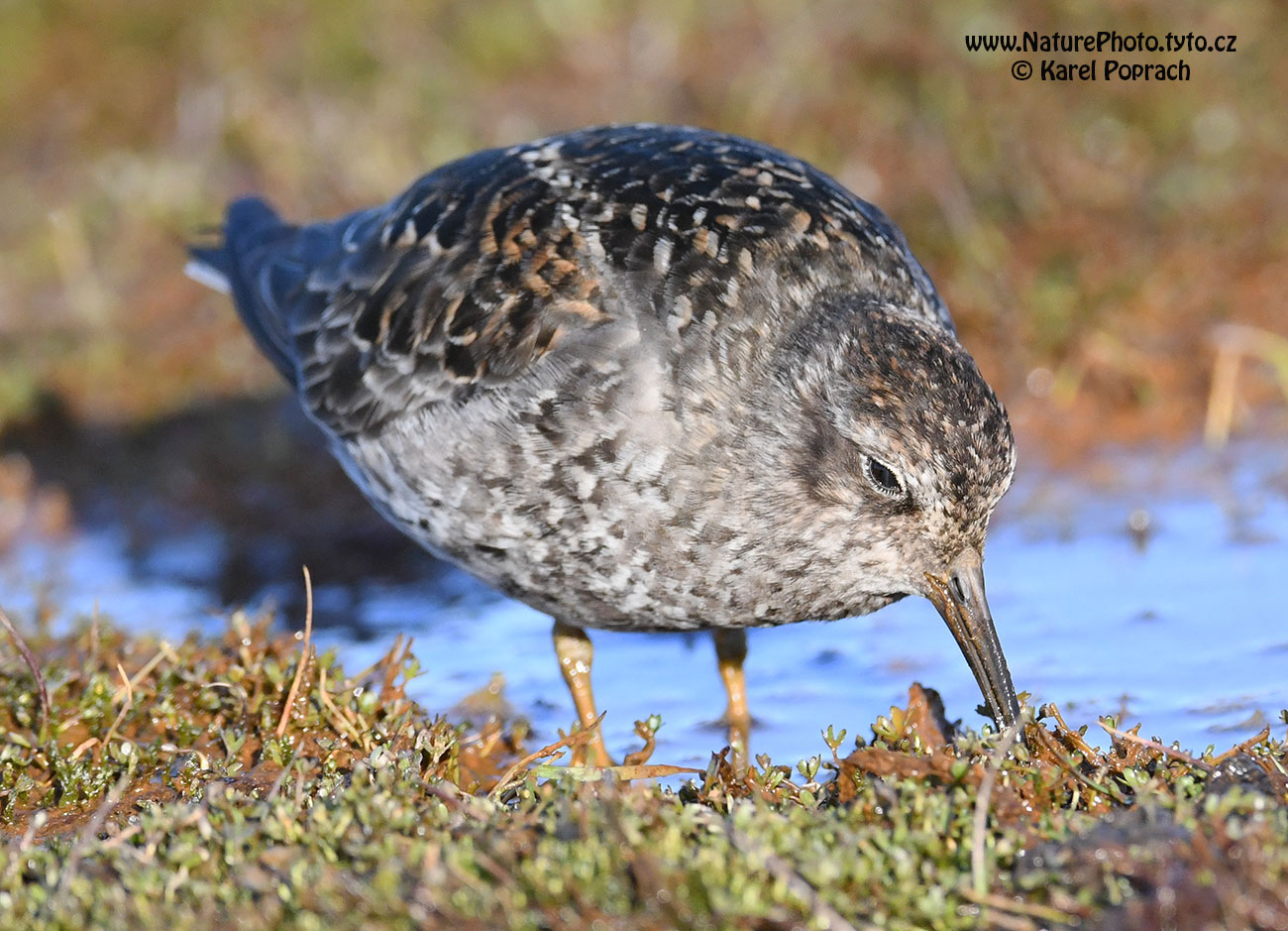 Calidris maritima, Jespák mořský