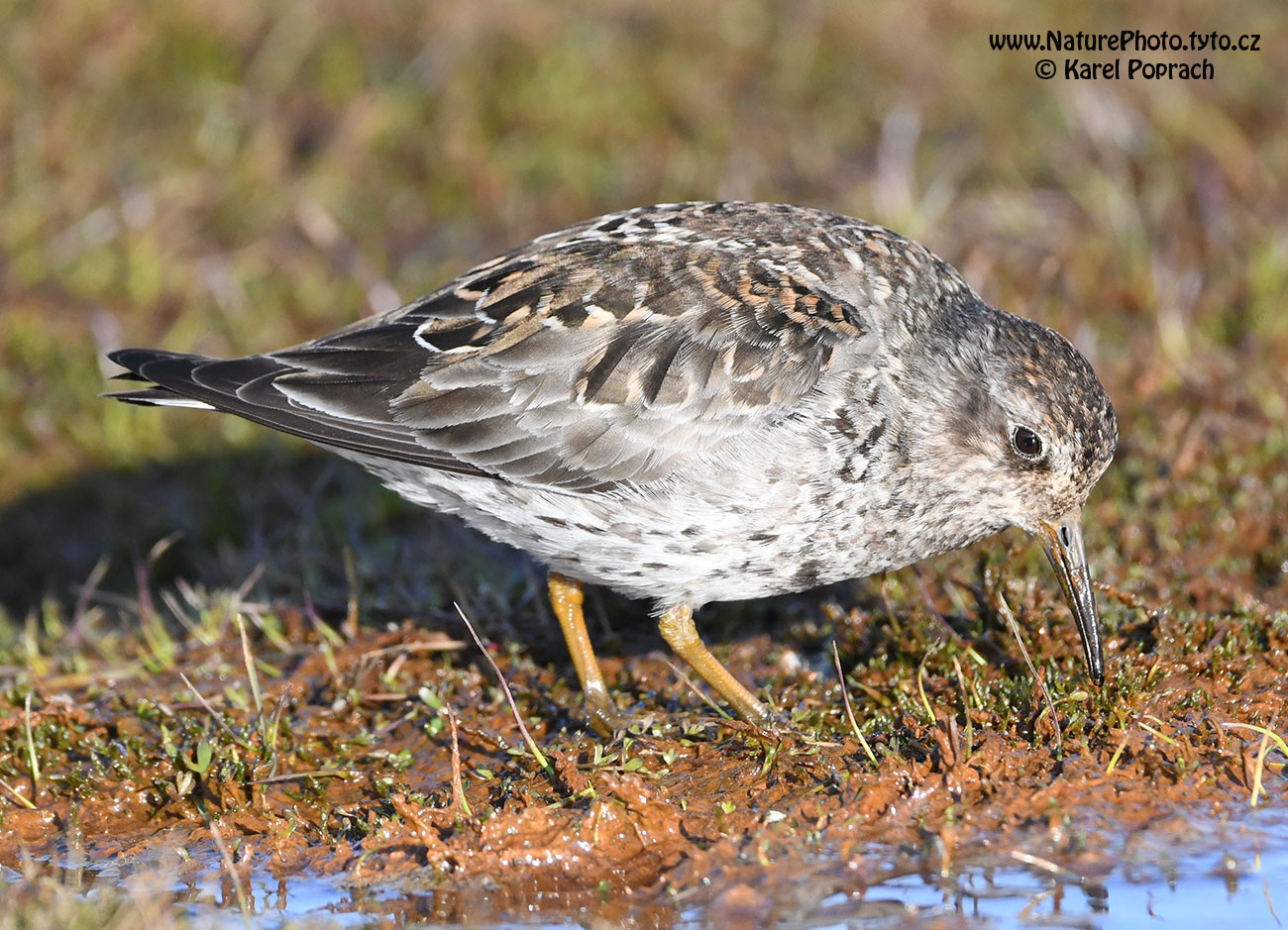 Calidris maritima, Jespák mořský