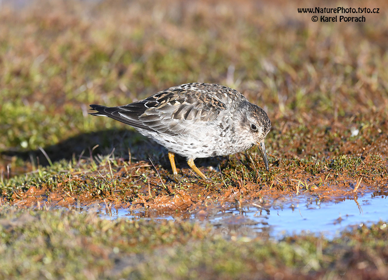 Calidris maritima, Jespák mořský