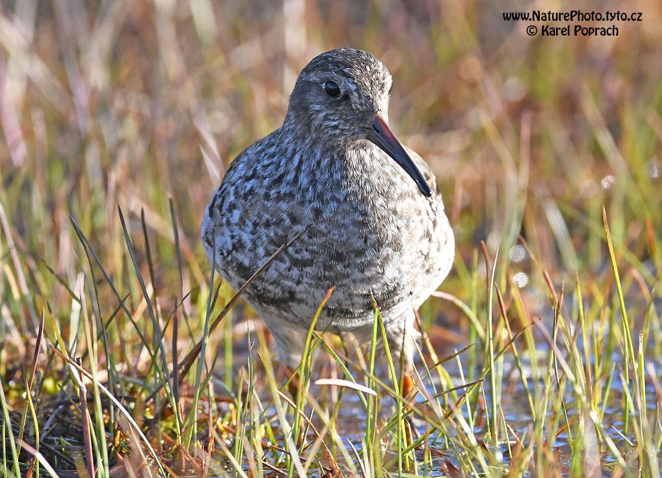 Calidris maritima, Jespák mořský