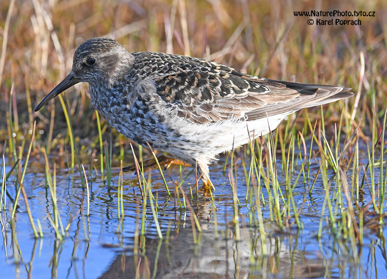Calidris maritima, Jespák mořský