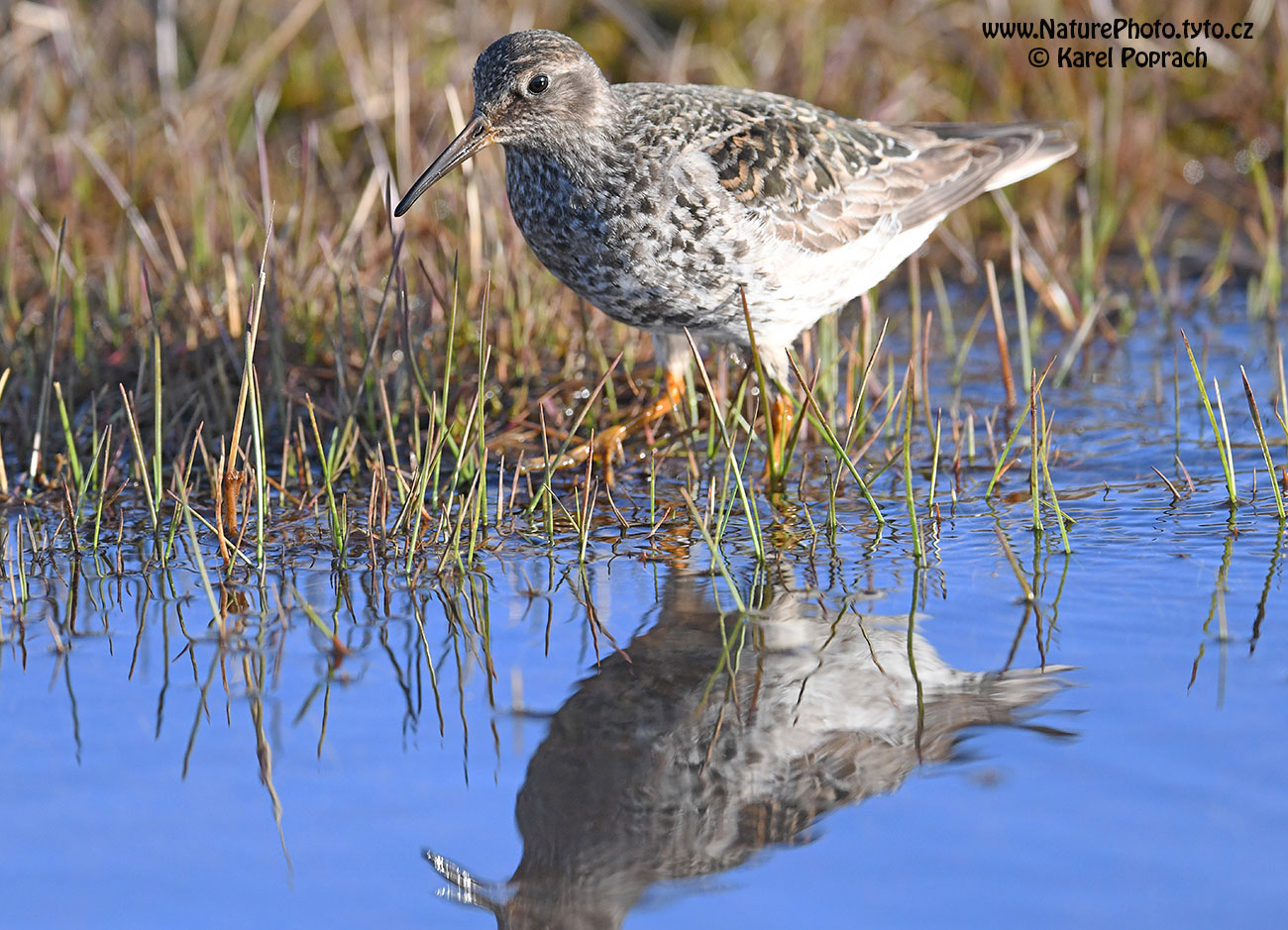 Calidris maritima, Jespák mořský
