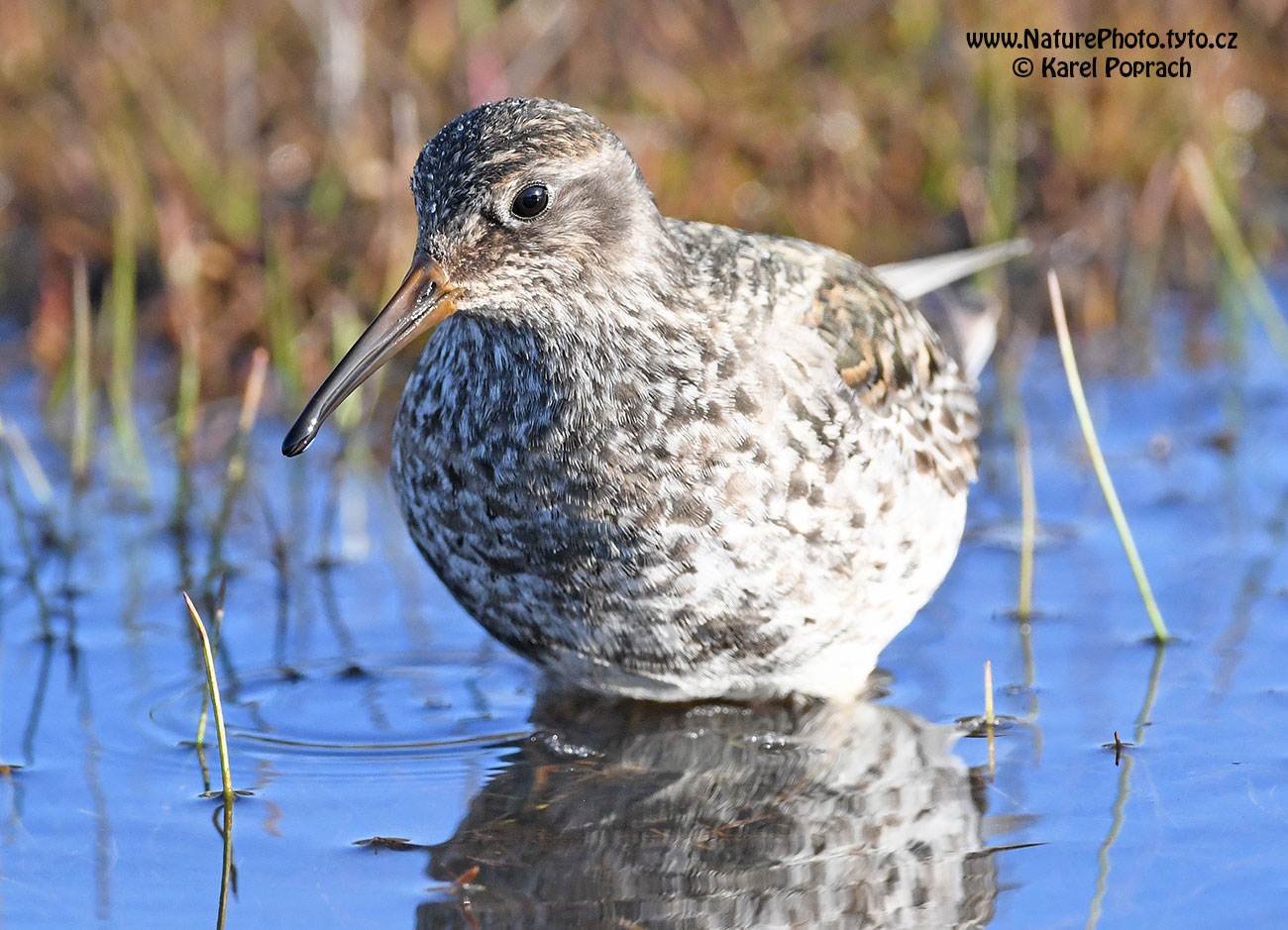 Calidris maritima, Jespák mořský