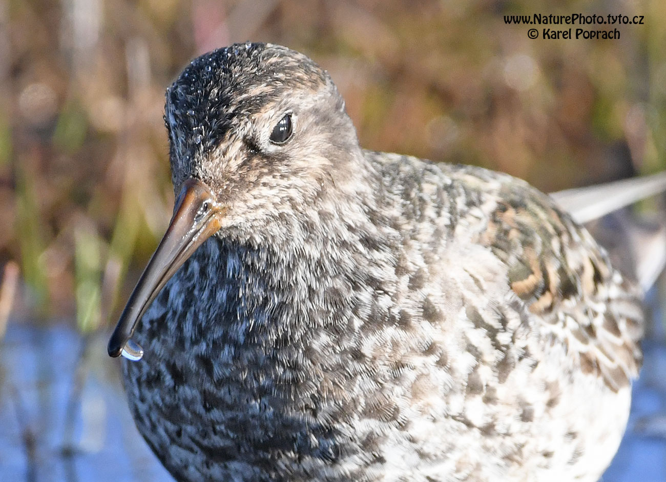 Calidris maritima, Jespák mořský