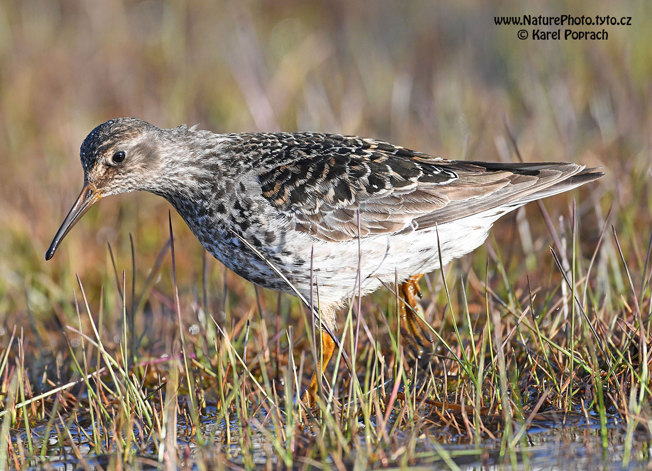Calidris maritima, Jespák mořský