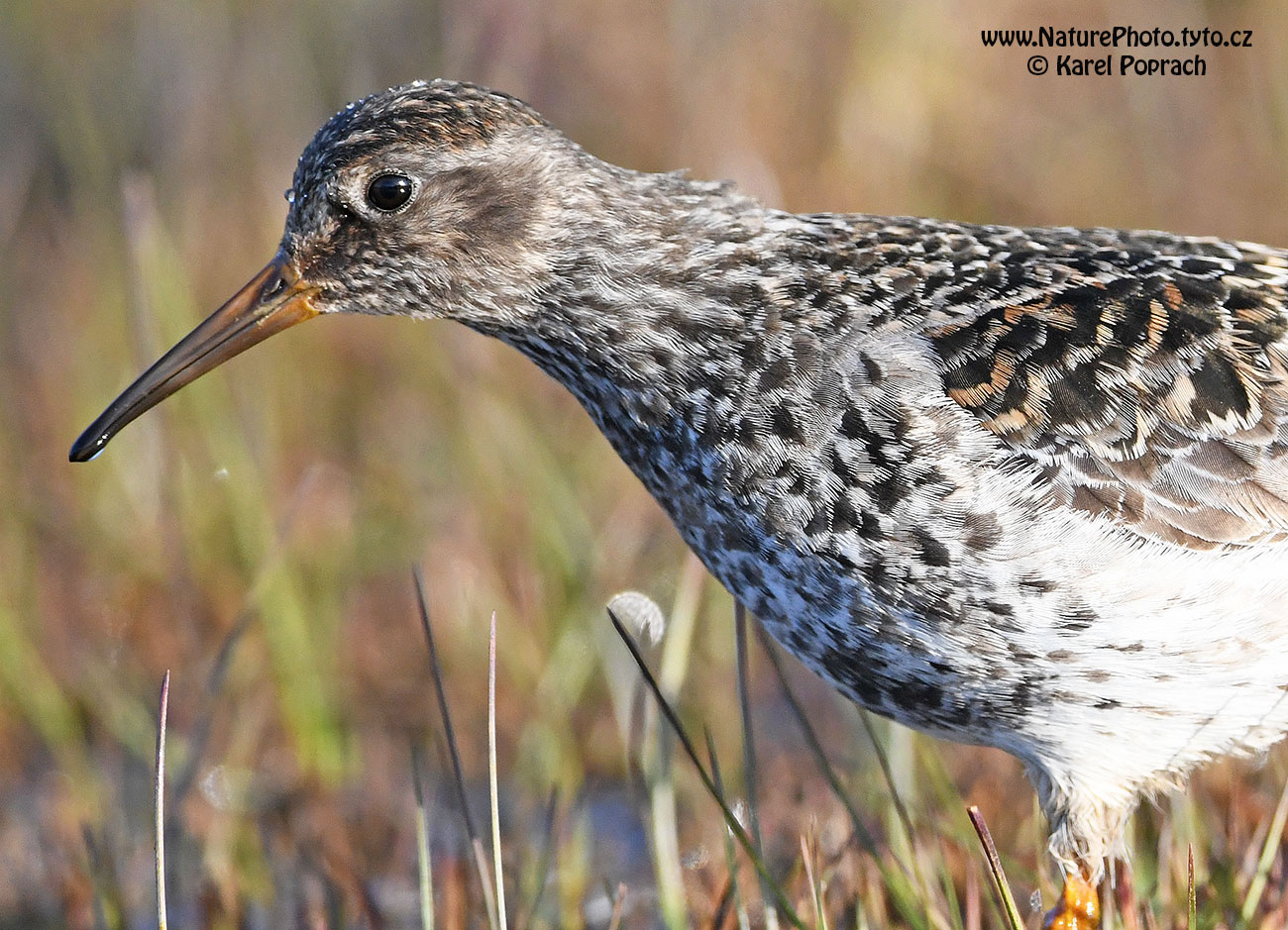 Calidris maritima, Jespák mořský