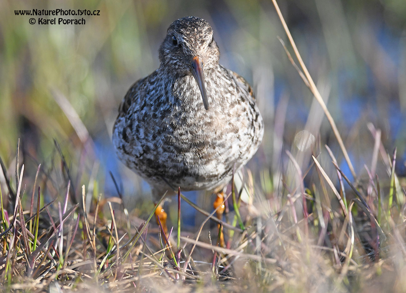Calidris maritima, Jespák mořský