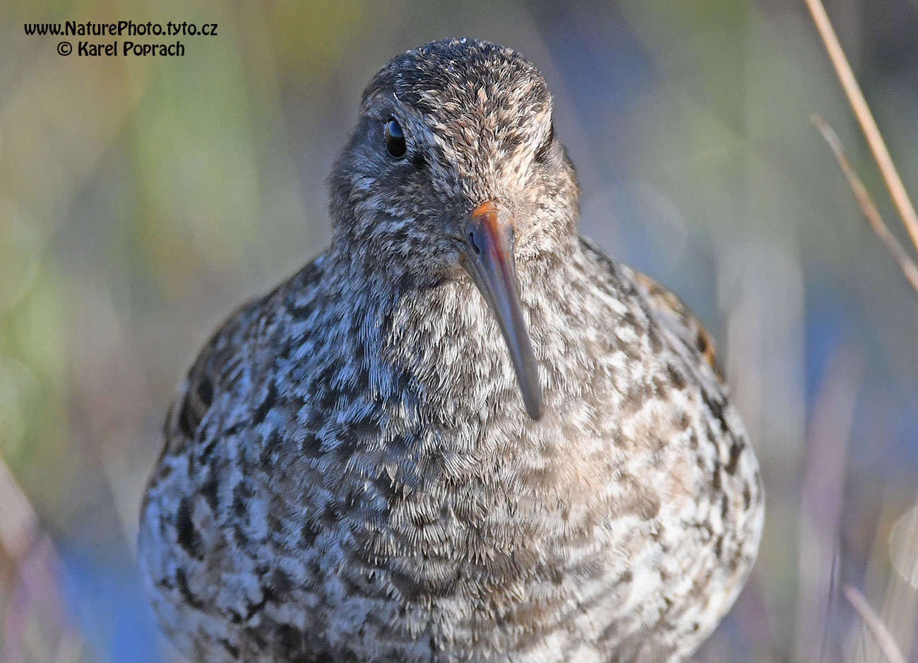 Calidris maritima, Jespák mořský