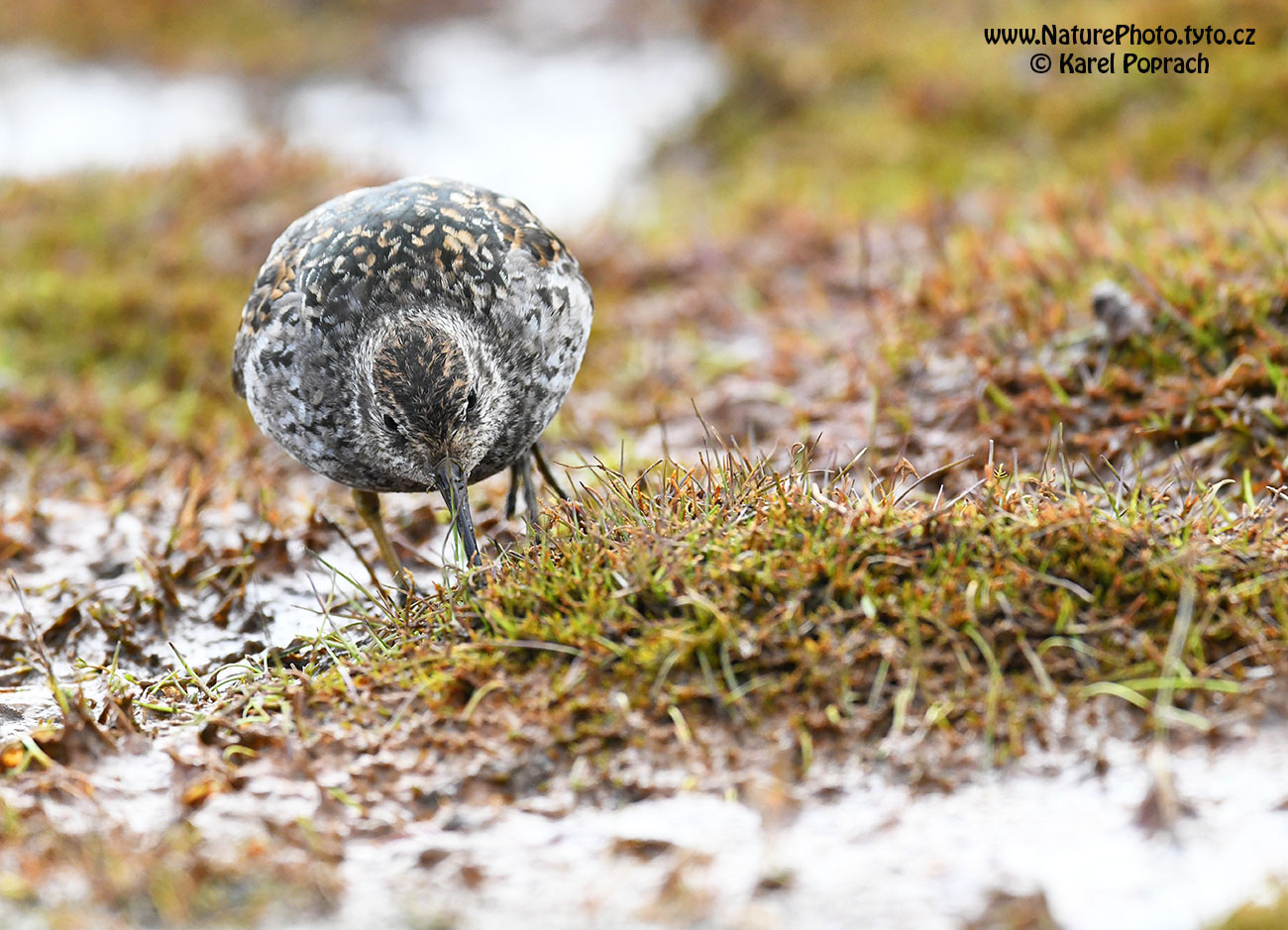 Calidris maritima, Jespák mořský