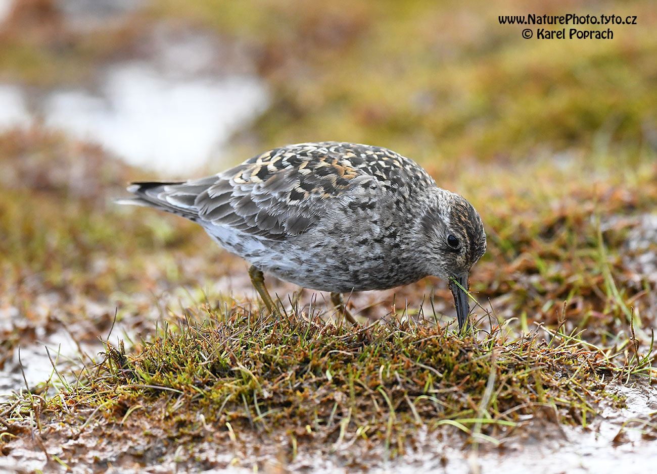 Calidris maritima, Jespák mořský