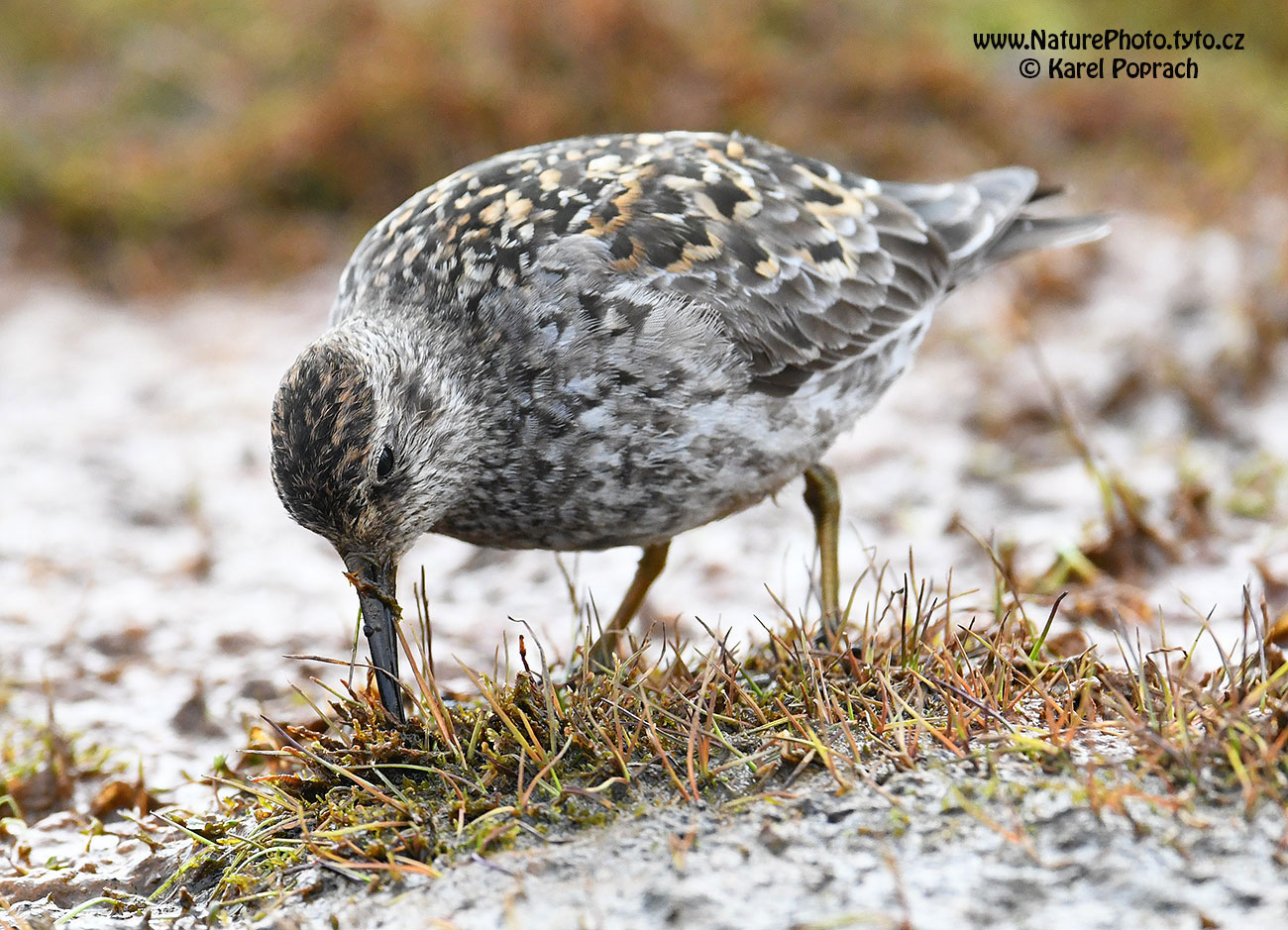 Calidris maritima, Jespák mořský