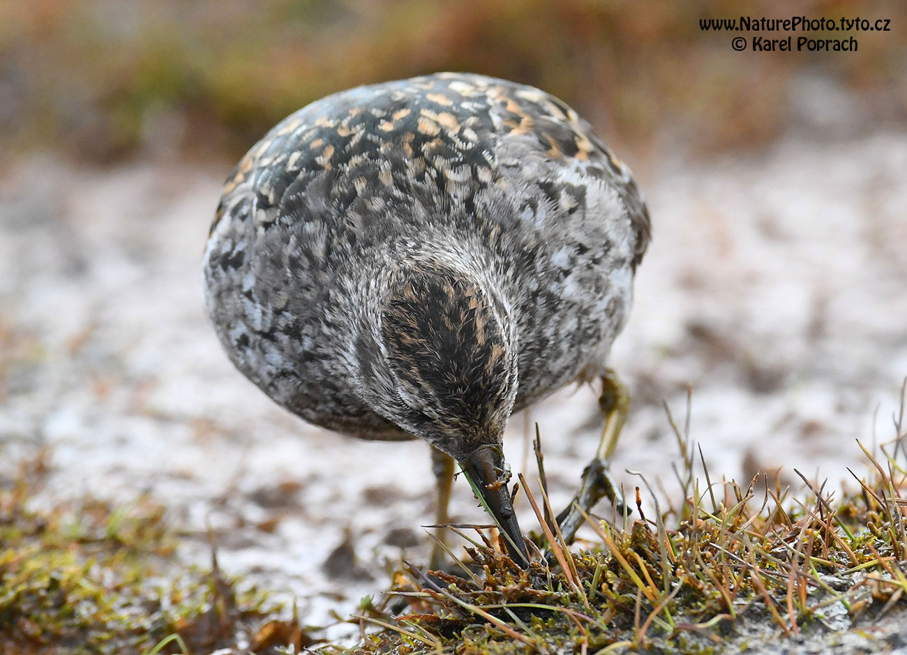 Calidris maritima, Jespák mořský