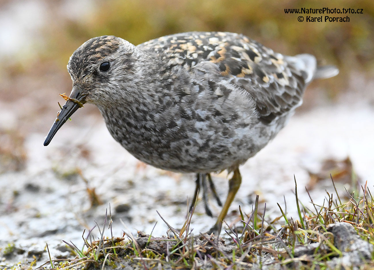 Calidris maritima, Jespák mořský