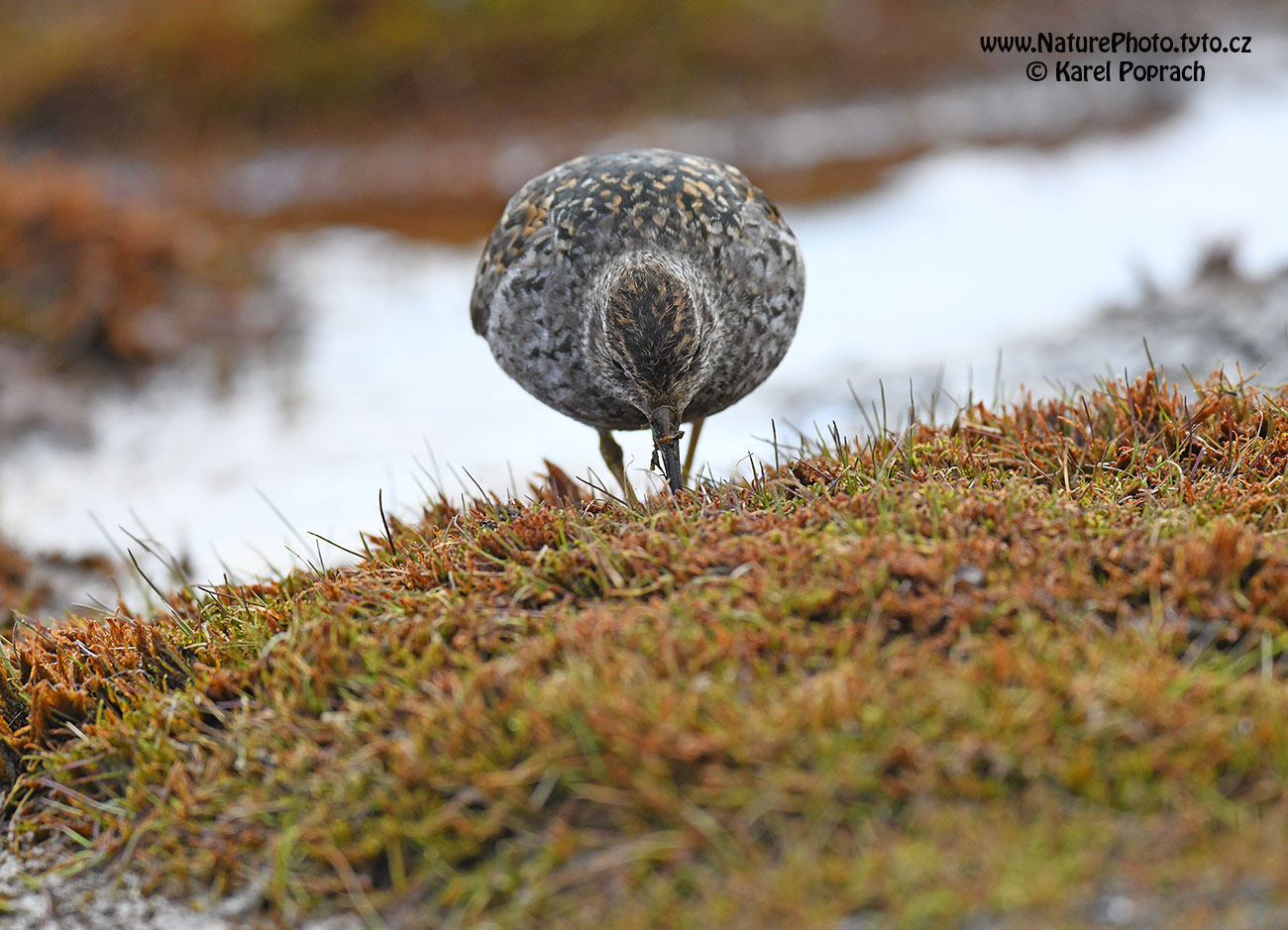 Calidris maritima, Jespák mořský