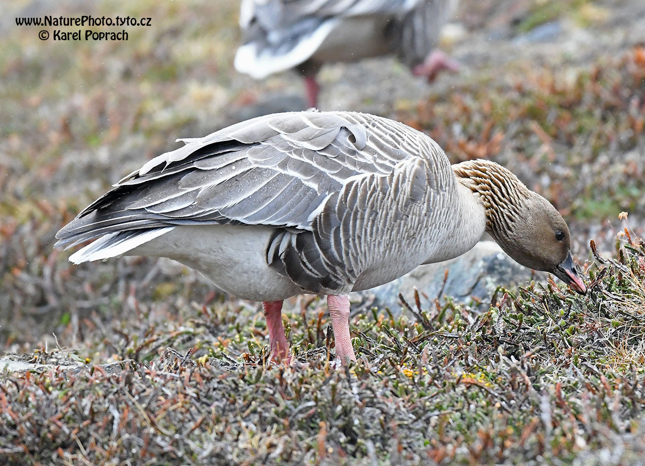 Anser brachyrhynchus, Husa krátkozobá