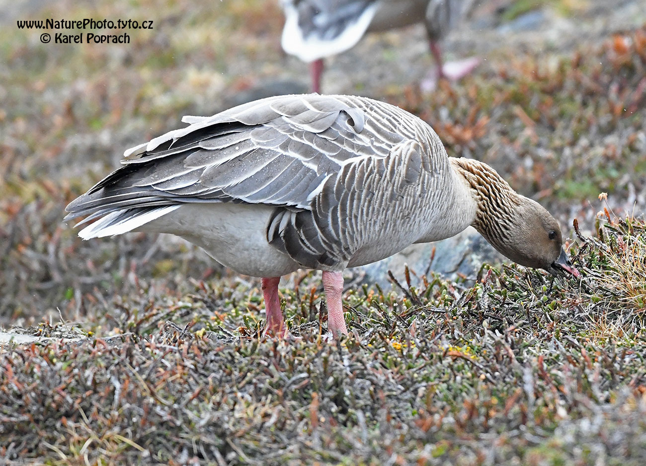 Anser brachyrhynchus, Husa krátkozobá