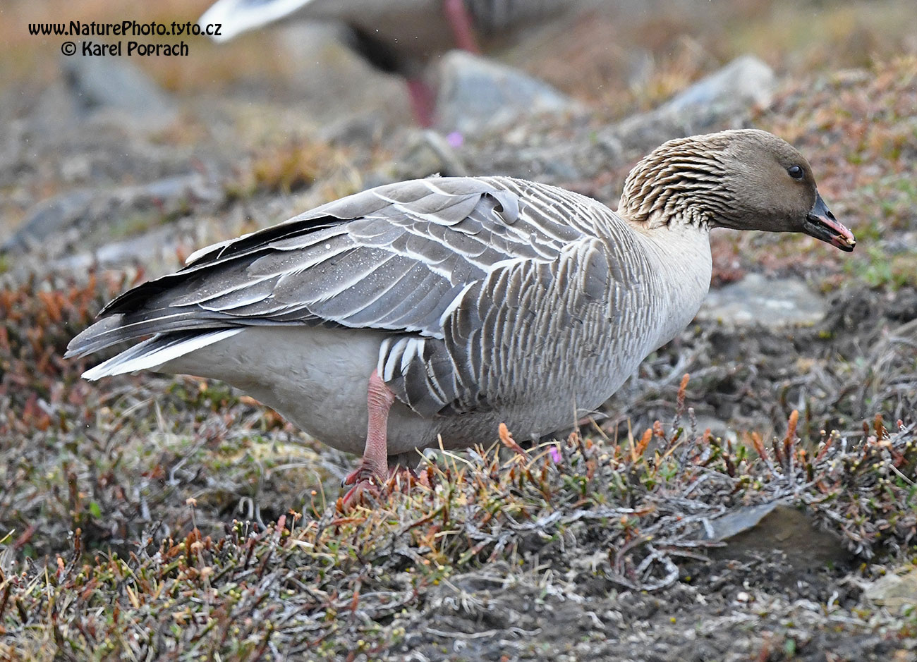 Anser brachyrhynchus, Husa krátkozobá