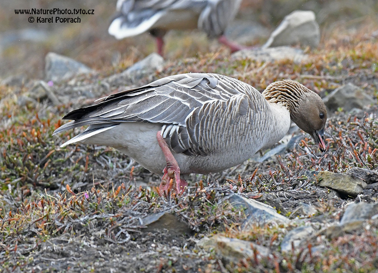 Anser brachyrhynchus, Husa krátkozobá