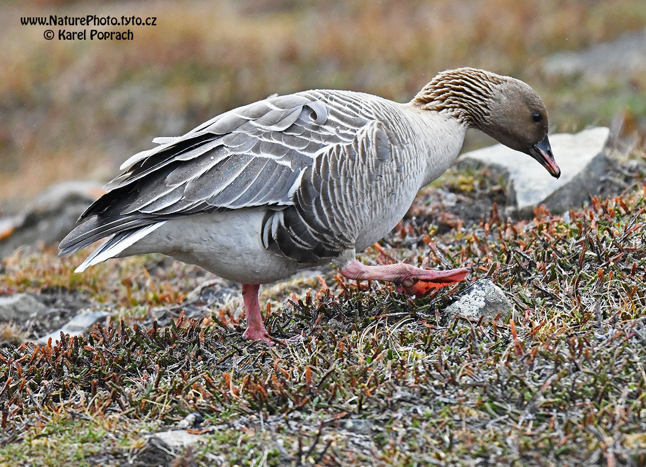 Anser brachyrhynchus, Husa krátkozobá