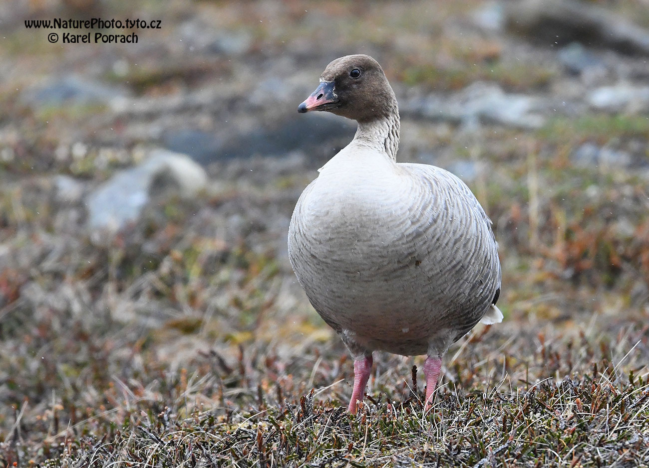 Anser brachyrhynchus, Husa krátkozobá