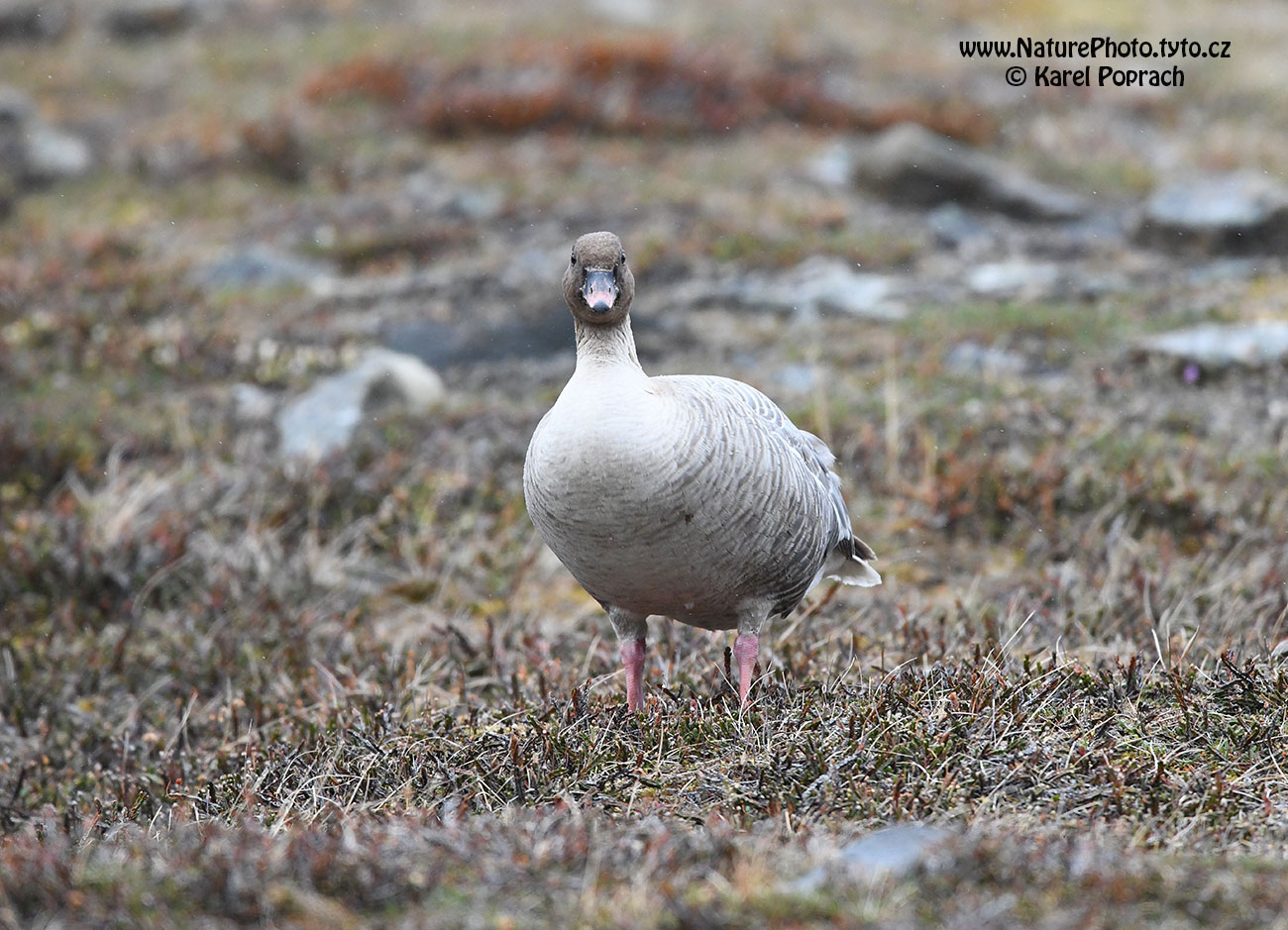 Anser brachyrhynchus, Husa krátkozobá