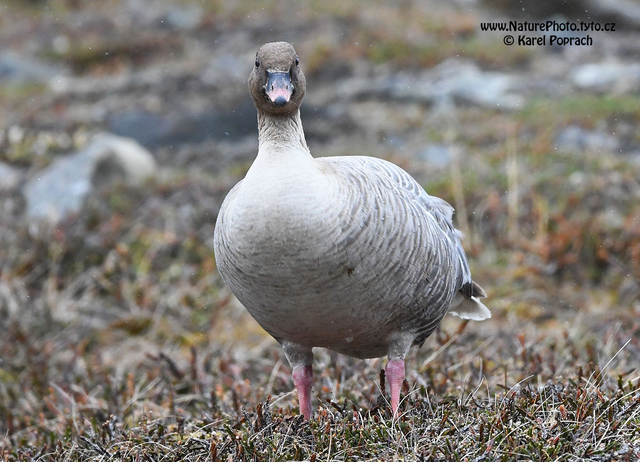 Anser brachyrhynchus, Husa krátkozobá