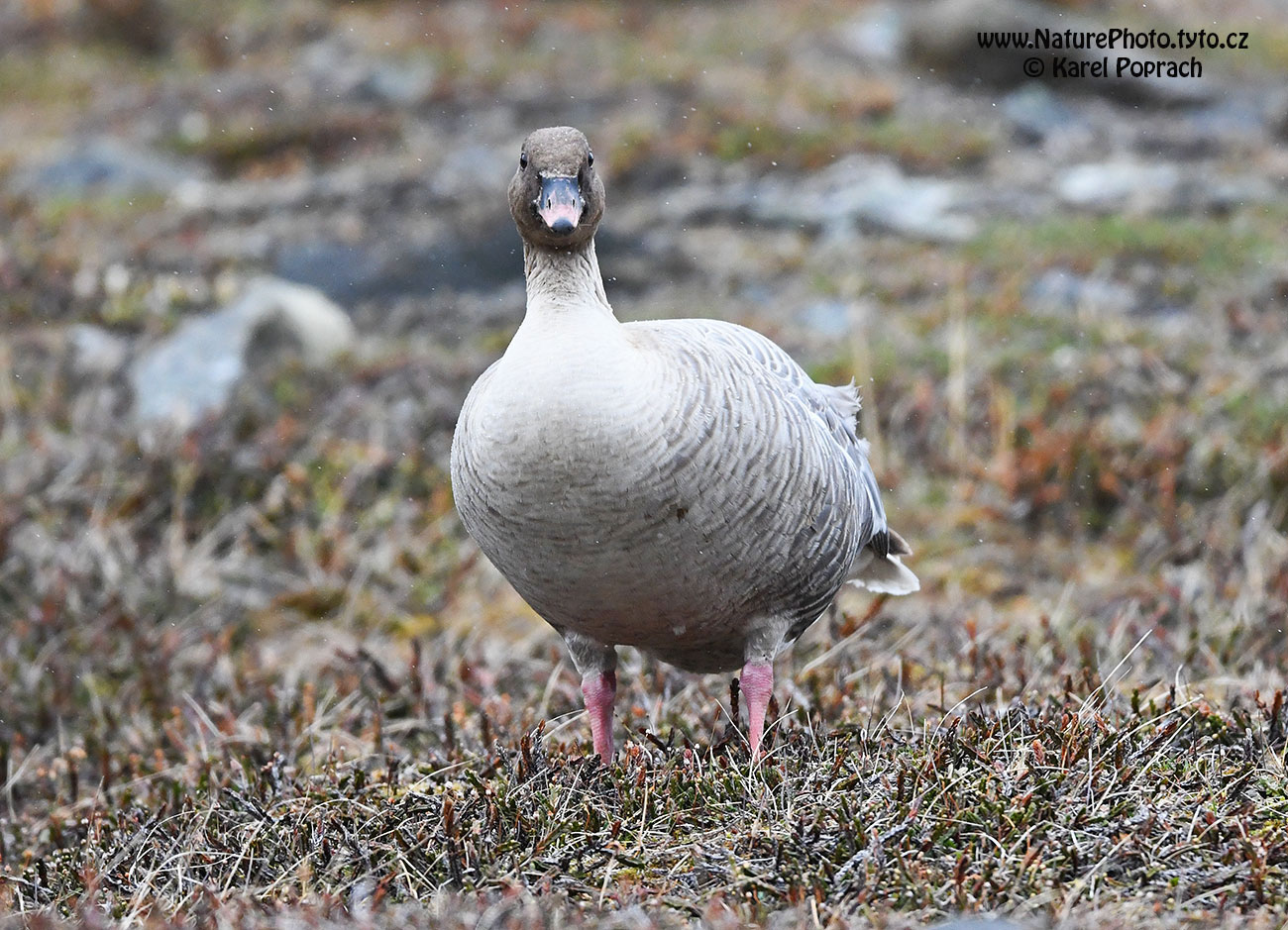 Anser brachyrhynchus, Husa krátkozobá
