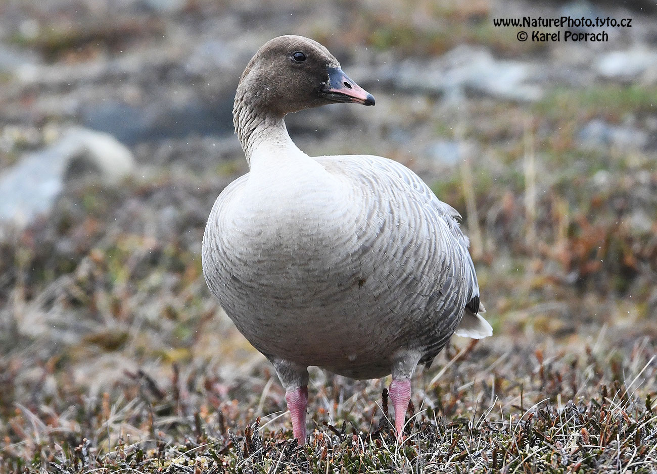 Anser brachyrhynchus, Husa krátkozobá