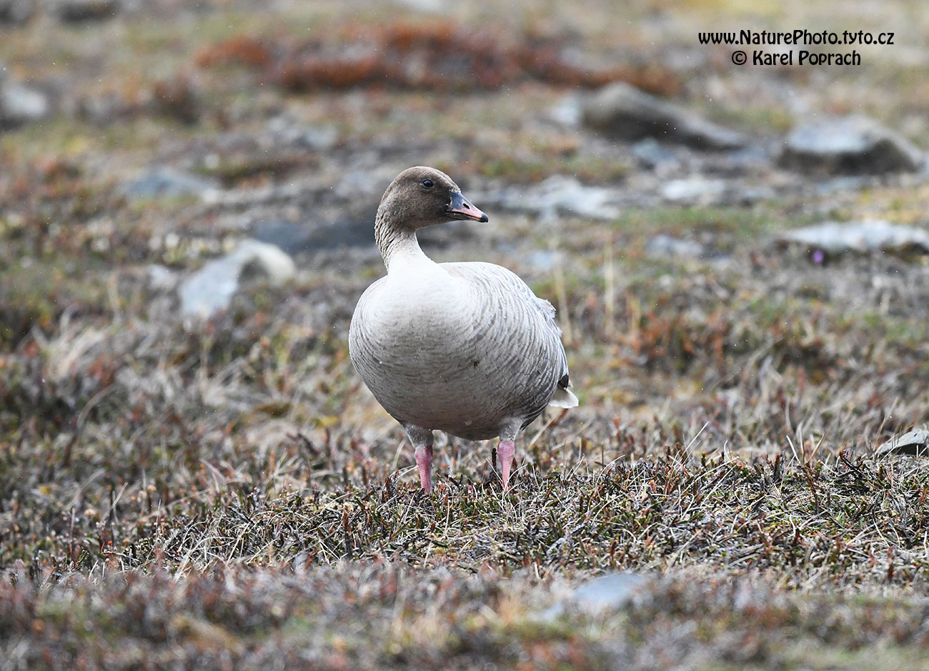 Anser brachyrhynchus, Husa krátkozobá