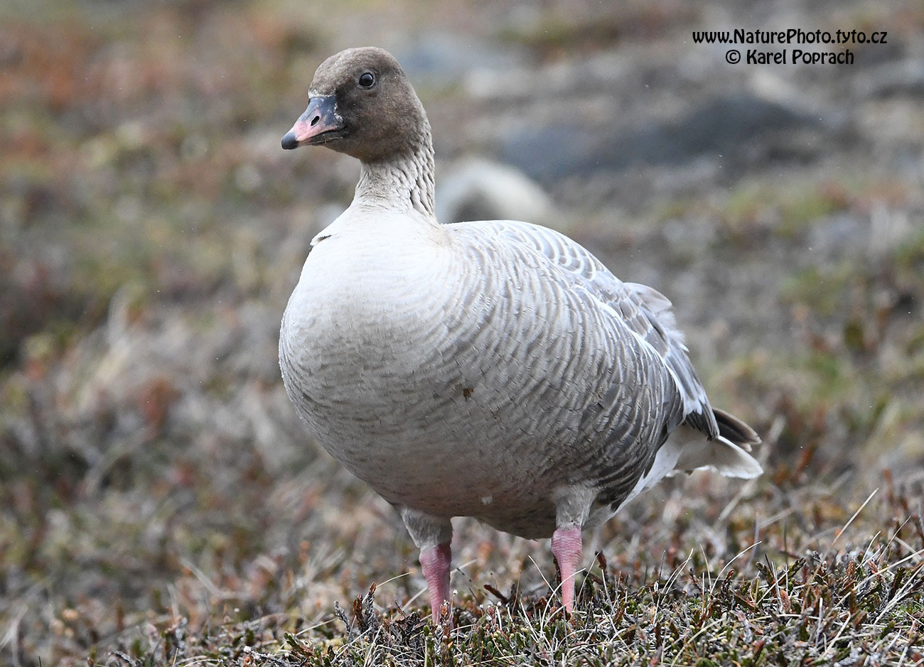 Anser brachyrhynchus, Husa krátkozobá