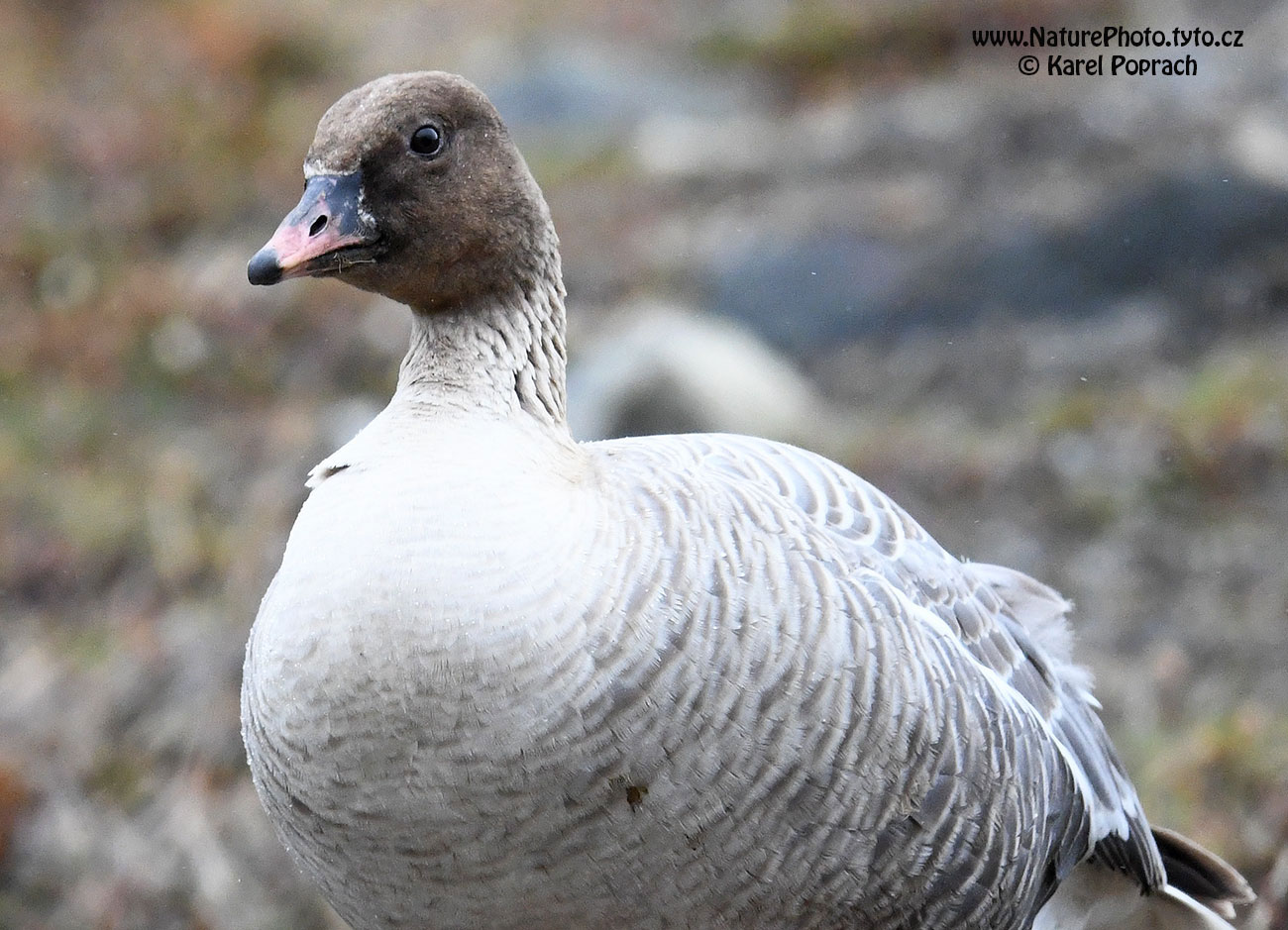 Anser brachyrhynchus, Husa krátkozobá