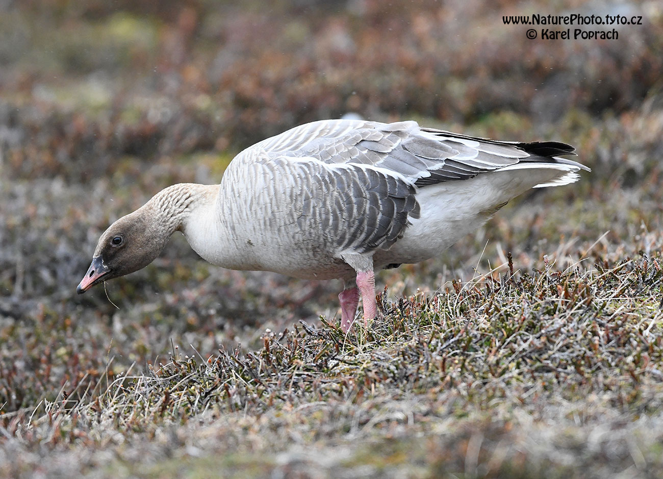 Anser brachyrhynchus, Husa krátkozobá