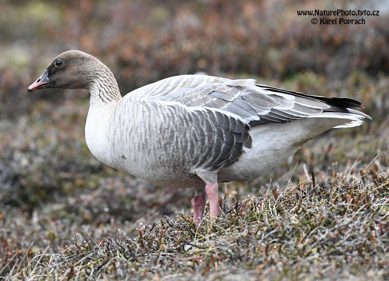 Anser brachyrhynchus, Husa krátkozobá