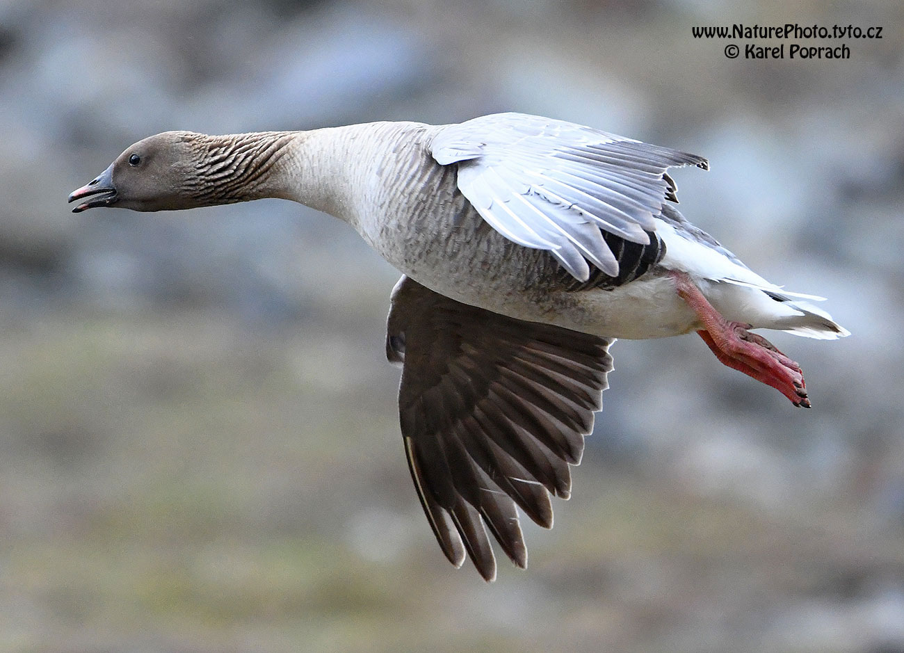 Anser brachyrhynchus, Husa krátkozobá