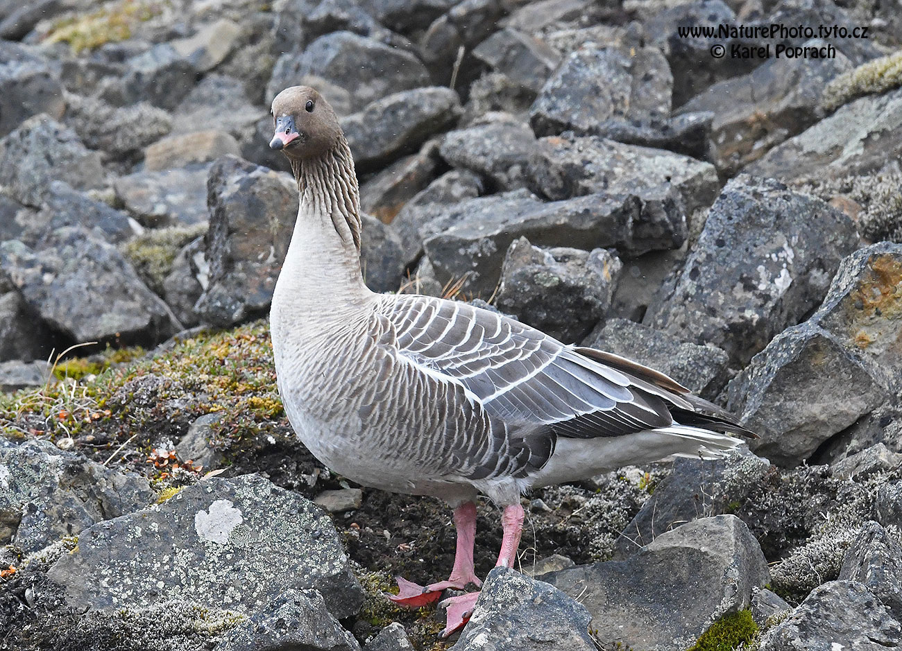 Anser brachyrhynchus, Husa krátkozobá