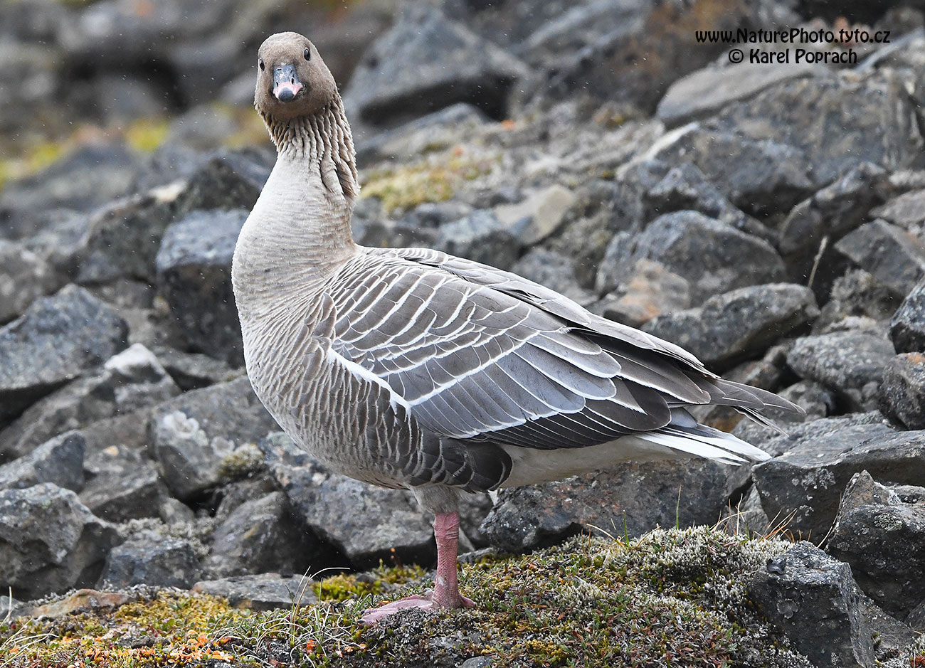 Anser brachyrhynchus, Husa krátkozobá
