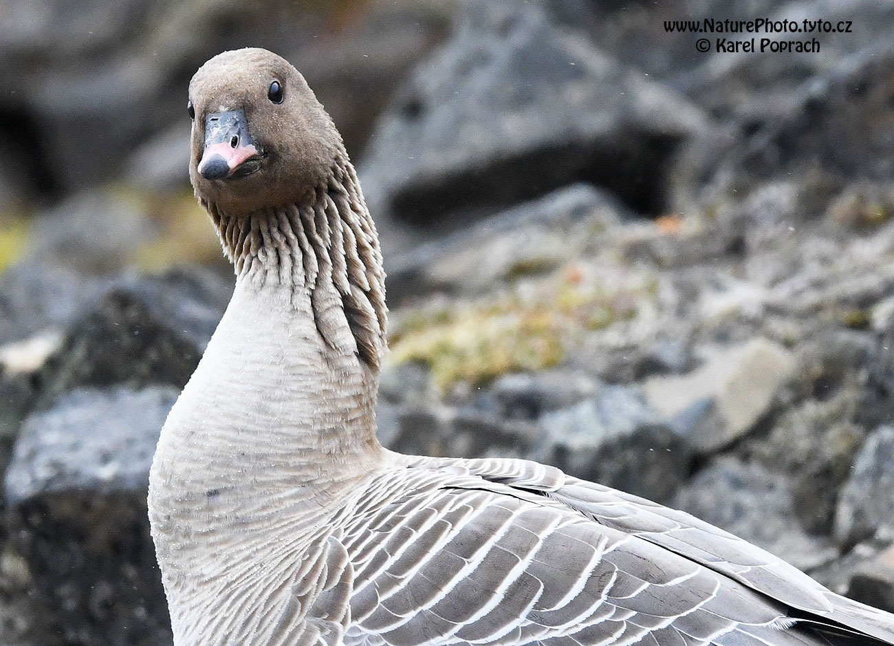 Anser brachyrhynchus, Husa krátkozobá